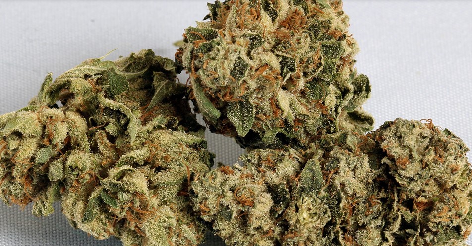Legacy Strains 10 legacy strains in the legal market 12 - Legacy Strains
