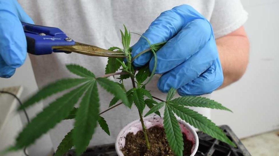 Cannabis Growing Guide: Topping Vs. Fimming - Cheap Weed Delivery ...