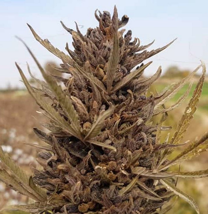 Desert Cannabis Strains desert cannabis strains 42 - Desert Cannabis Strains