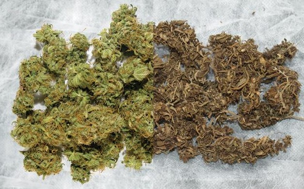 Desert Cannabis Strains desert cannabis strains 44 - Desert Cannabis Strains