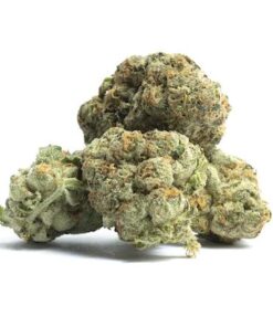 Mango Dream – Sativa