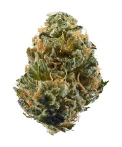 Nitro OG – Hybrid Bulk