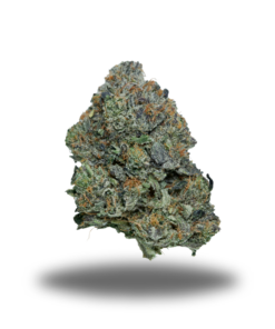 Pink Ivy – Indica