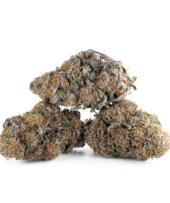 Purple Punch – Sativa