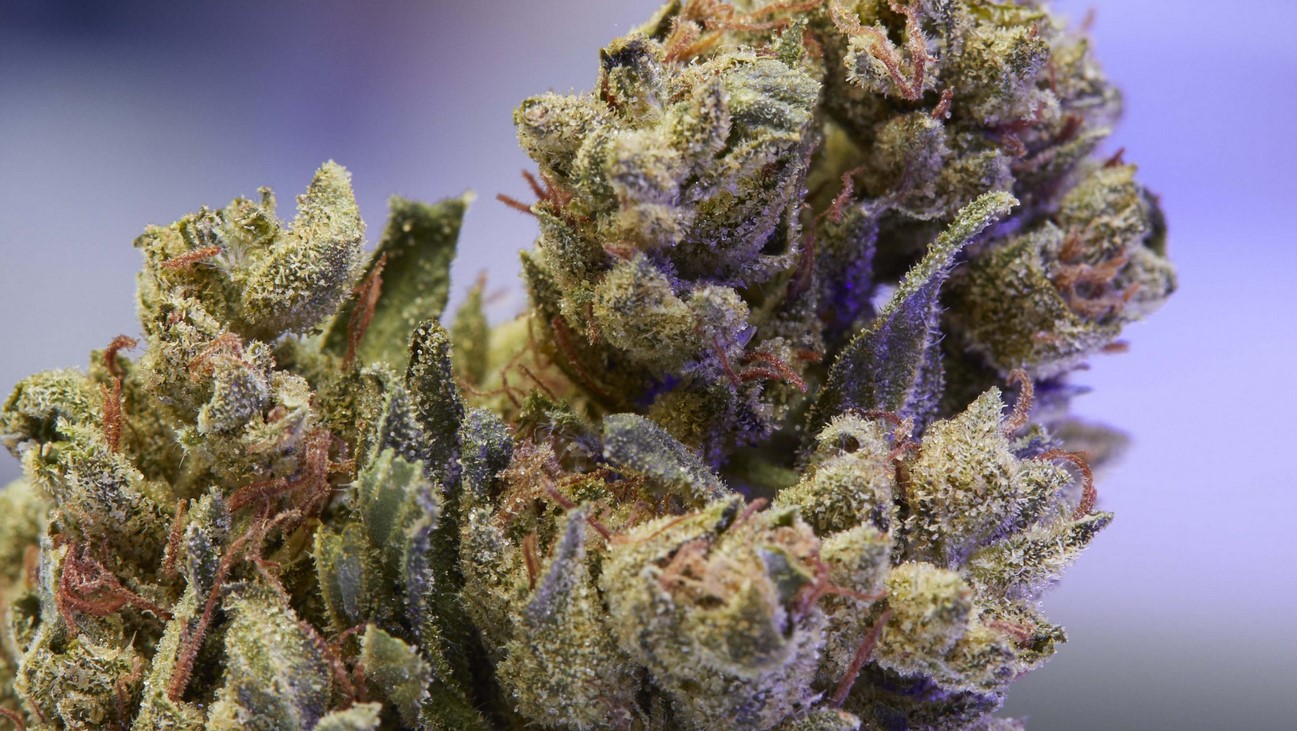 Legacy Strains 10 legacy strains in the legal market 11 - Legacy Strains