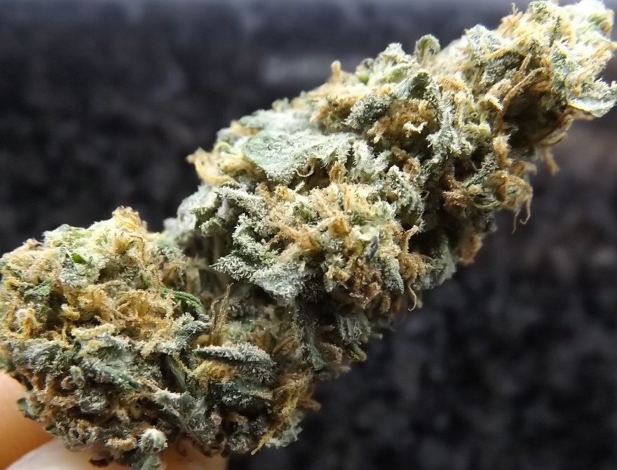 Afghani Strain Afghani Strain Review 3 - Afghani Strain