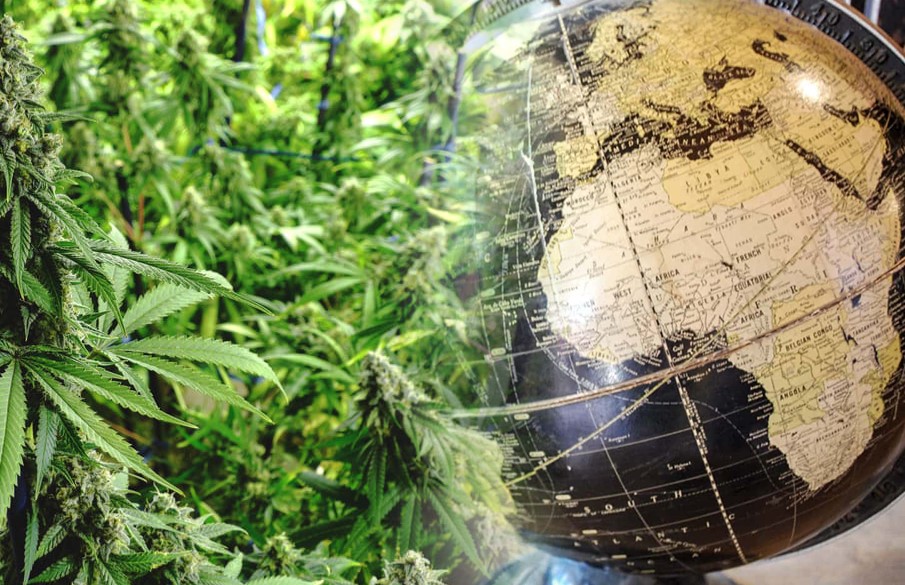 Top 18 Landrace African Weed Strains African Weed 1 - Top 18 Landrace African Weed Strains