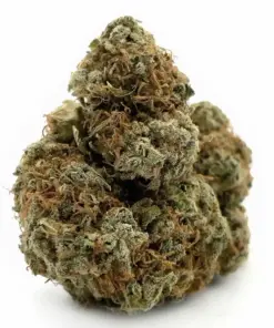 Alien OG – Hybrid BULK Alien OG – Hybrid BULK