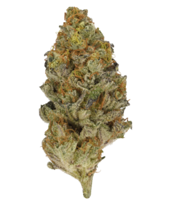 Animal Face – Hybrid