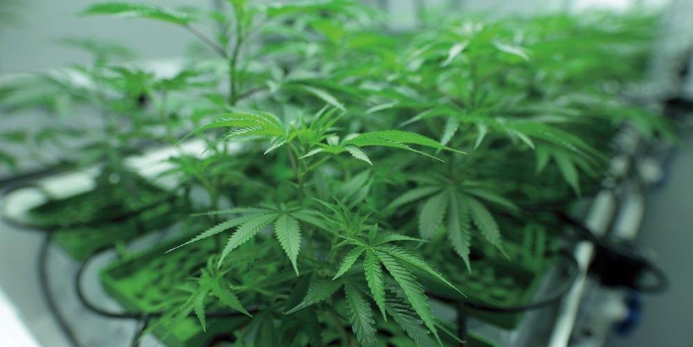 Cannabis Hydroponics: Indoor vs Outdoor Cannabis Hydroponics 4 - Cannabis Hydroponics: Indoor vs Outdoor