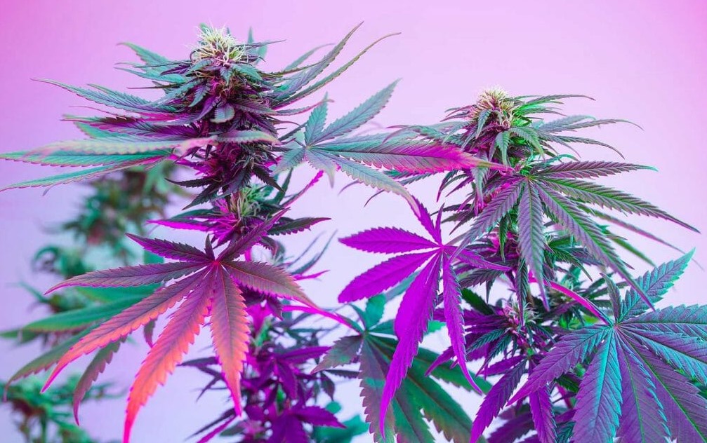 Colourful Weed: How to Grow Cannabis Hydroponics 7 - Colourful Weed: How to Grow
