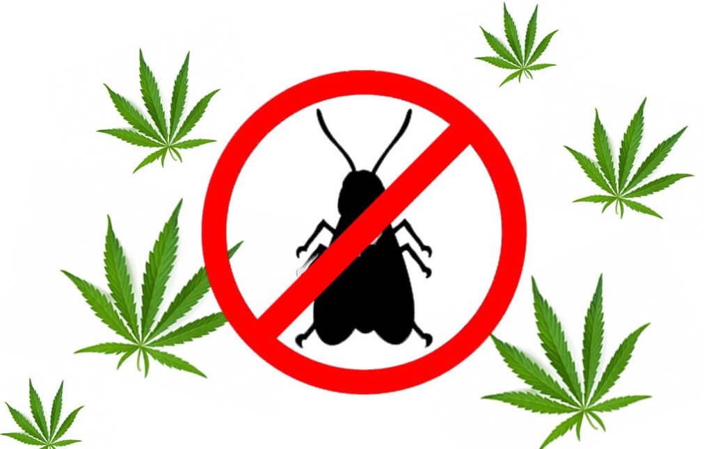 Common Cannabis Pests and How to Mind Them Cannabis Pests 22 - Common Cannabis Pests and How to Mind Them