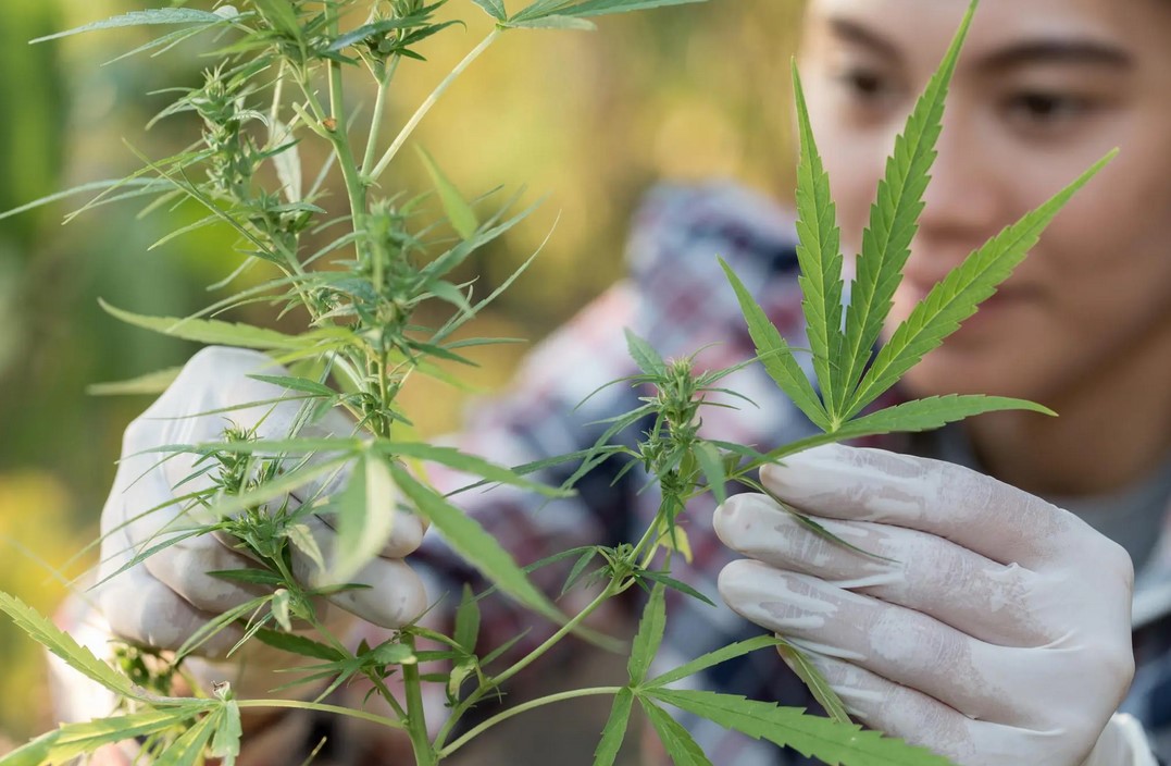 How to Use a Lux Meter to Increase Cannabis Yields Cannabis Pests - How to Use a Lux Meter to Increase Cannabis Yields