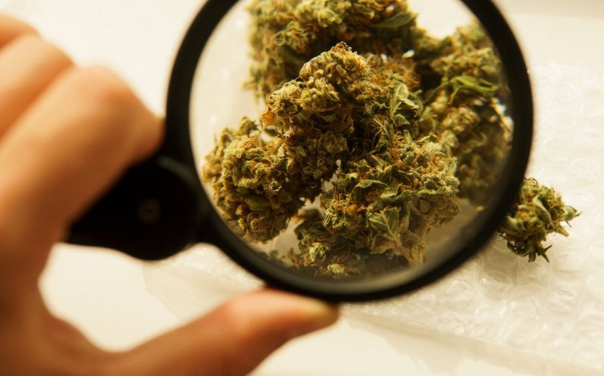 About Cannabis Potency Cannabis Potency 3 - About Cannabis Potency