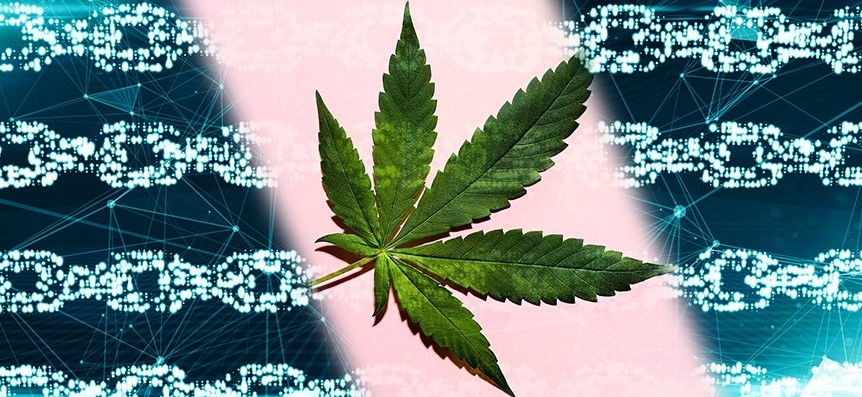 Cryptocurrency and Weed Cryptocurrency and weed 13 - Cryptocurrency and Weed