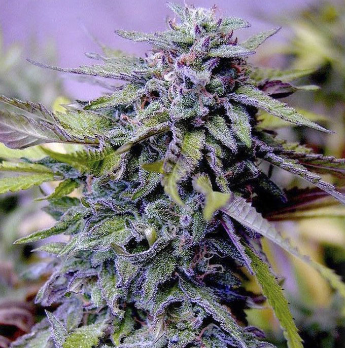 Granddaddy Purple Marijuana Strain Review Granddaddy Purple 3 - Granddaddy Purple Marijuana Strain Review