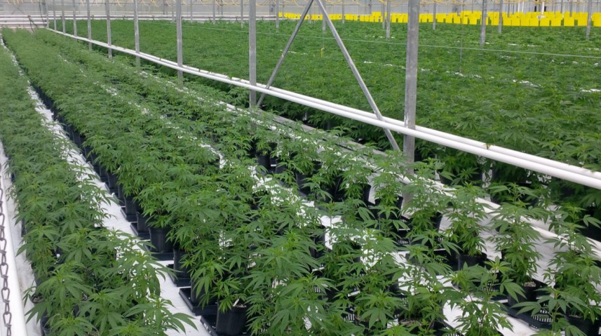 Growing Weed In a Greenhouse Greenhouse 23 - Growing Weed In a Greenhouse