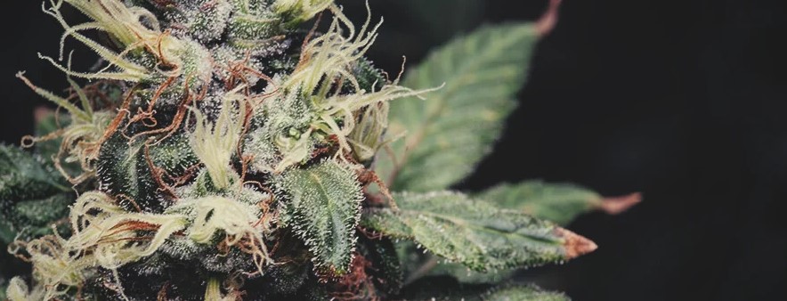 Hindu Kush Weed Strain Review Hindu Kush 24 - Hindu Kush Weed Strain Review