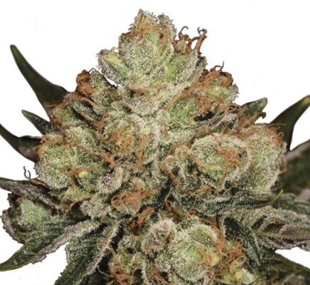Top 5 Indoor Strains HulkBerry 436x400 - Top 5 Indoor Strains