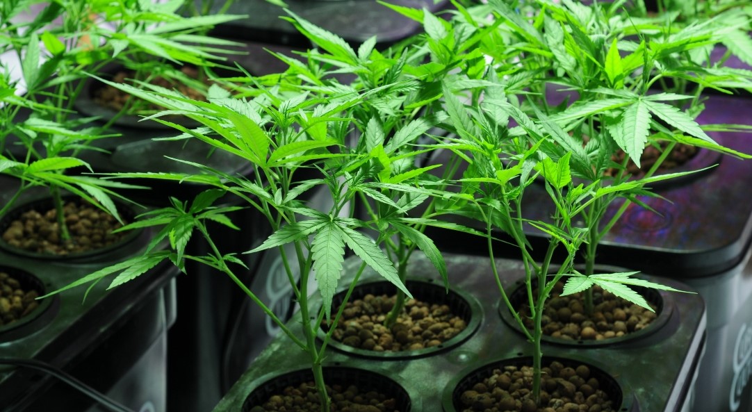 Hydroponic Weed: Pros, Cons, Methods, and More Hydroponic Weed 13 - Hydroponic Weed: Pros, Cons, Methods, and More