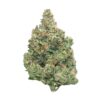 Hash Plant Hash Plant