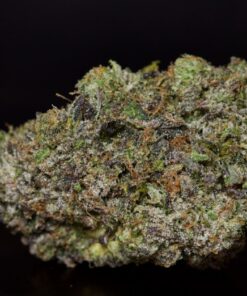 Pink Comet LSO-Indica Pink Comet LSO-Indica