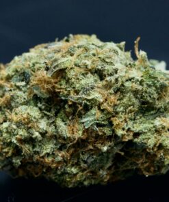 Blue Fin Tuna-Indica