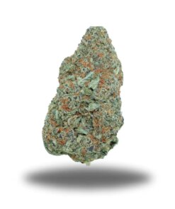 Chocolate Orange Dream – Sativa