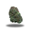 Chocolope – Sativa Chocolope – Sativa