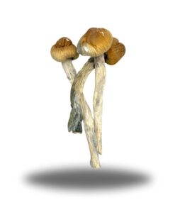 Psilocybin – Melmac Penis Envy AAAA+