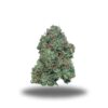 Pink Kush Popcorn Smalls Pink Kush Popcorn Smalls