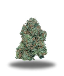 Gas Mask – Indica