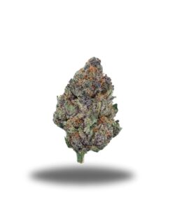 Amnesia Haze – Sativa Amnesia Haze – Sativa
