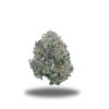 Maui Wowie – Sativa Maui Wowie – Sativa