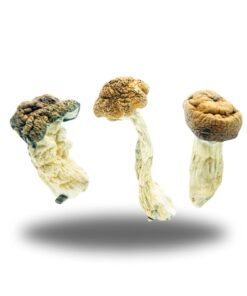 Psilocybin ��� Texas Penis Envy AAAA+