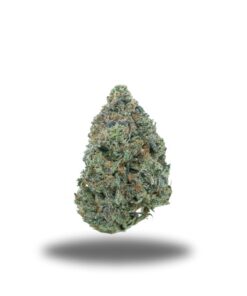 Pink Rockstar – Indica