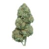 Knockout Pink – Indica Knockout Pink – Indica