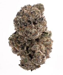 Gastropop – Hybrid