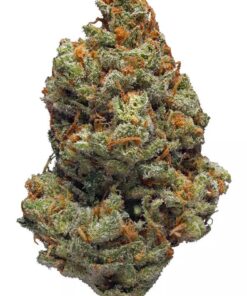 Best Same-Day Weed Delivery in Ajax IMAGE 2025 02 07 173723 247x296 - Best Same-Day Weed Delivery in Ajax