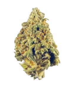 Afternoon Delight – Hybrid *Valentines Day Special*