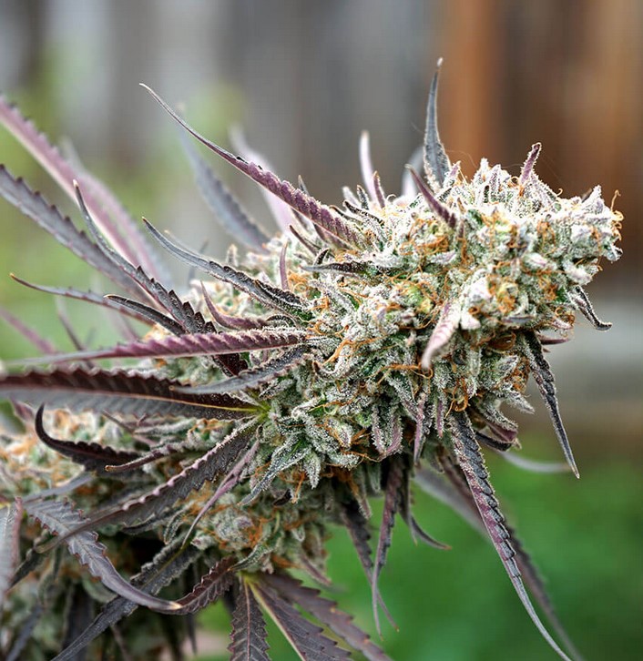 Ice Cream Cake Ice Cream Cake weed 01 - Ice Cream Cake