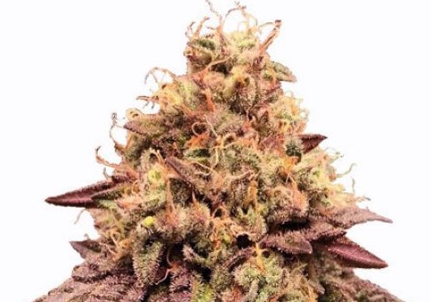 Top 5 Indoor Strains Mimosa - Top 5 Indoor Strains