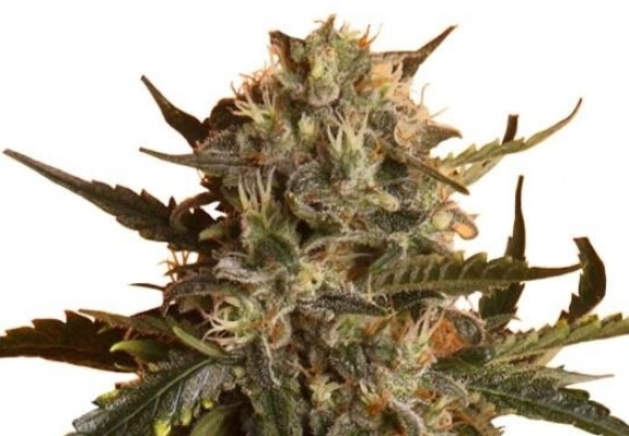 Top 5 Indoor Strains Mother Gorilla - Top 5 Indoor Strains