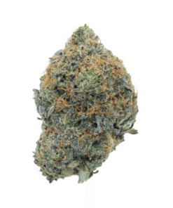 Pink Ghost – Indica