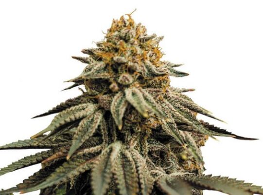 Top 5 Indoor Strains Royal Skywalker 541x400 - Top 5 Indoor Strains
