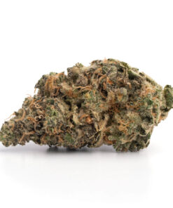 Sugarcane – Sativa