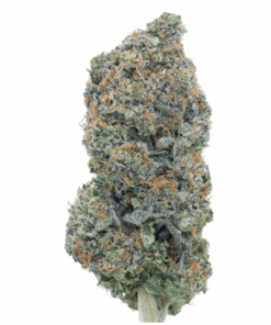 Super nova – Indica