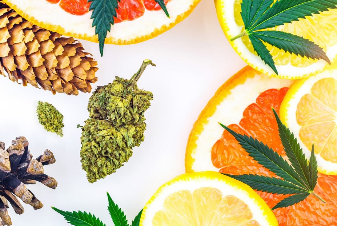 Terpenes for Anxiety: What You Need to Know Terpenes for Anxiety 01 - Terpenes for Anxiety: What You Need to Know