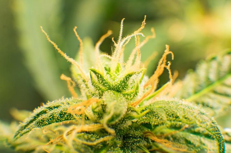 Trichomes: The Key That Controls Cannabis Potency Trichomes 26 - Trichomes: The Key That Controls Cannabis Potency