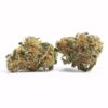 Hawaiian Punch – Sativa Hawaiian Punch – Sativa